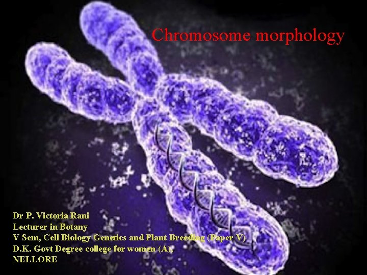 Chromosome and its Chromosome morphology structure P. Victoria Rani Lecturer in Botany D. K.