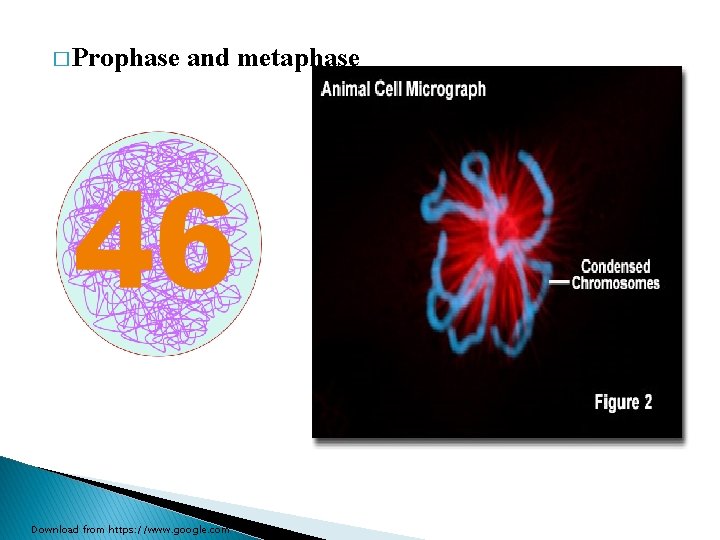� Prophase and metaphase Download from https: //www. google. com 
