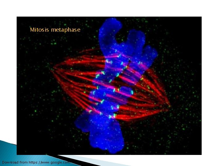 Mitosis metaphase Download from https: //www. google. com 