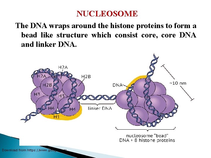 NUCLEOSOME The DNA wraps around the histone proteins to form a bead like structure