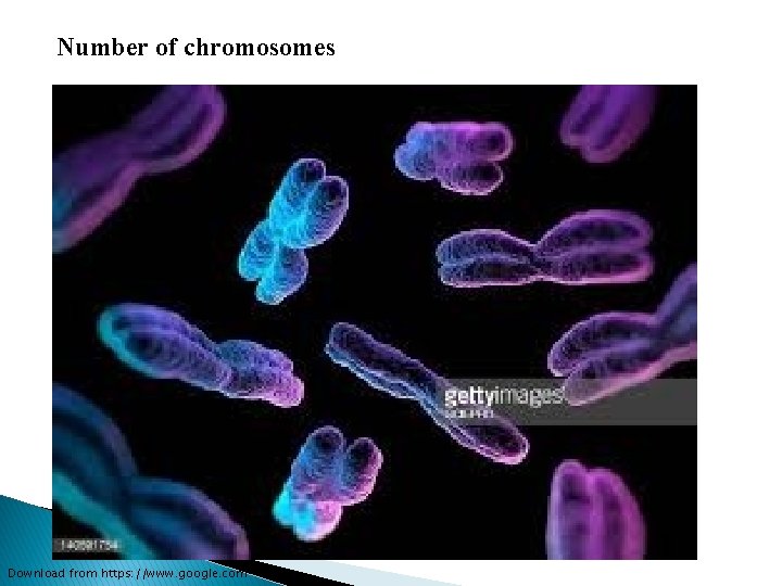 Number of chromosomes Download from https: //www. google. com 
