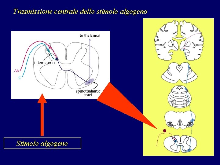 Trasmissione centrale dello stimolo algogeno Stimolo algogeno Trasmissione centrale dello stimolo algogeno Stimolo algogeno