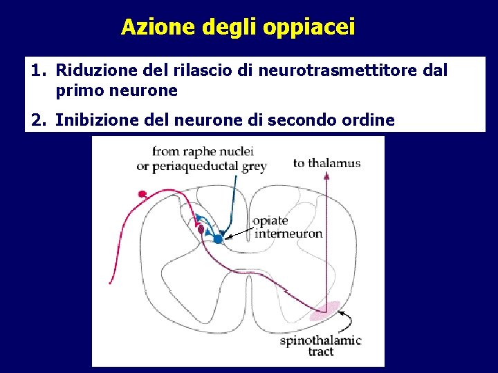 Azione degli oppiacei 1. Riduzione del rilascio di neurotrasmettitore dal primo neurone 2. Inibizione Azione degli oppiacei 1. Riduzione del rilascio di neurotrasmettitore dal primo neurone 2. Inibizione