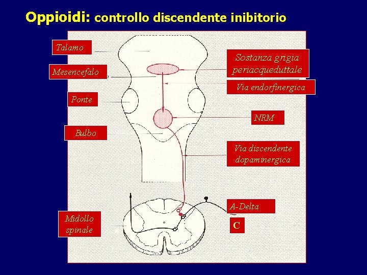 Oppioidi: controllo discendente inibitorio Talamo Mesencefalo Sostanza grigia periacqueduttale Via endorfinergica Ponte NRM Bulbo Oppioidi: controllo discendente inibitorio Talamo Mesencefalo Sostanza grigia periacqueduttale Via endorfinergica Ponte NRM Bulbo
