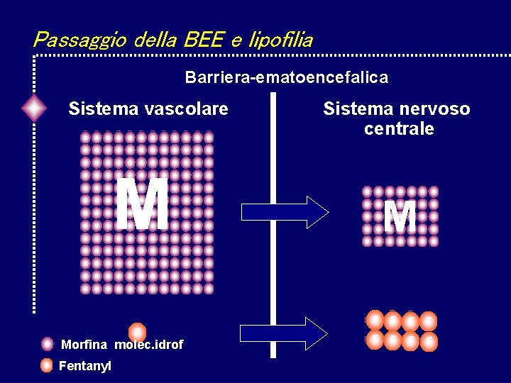 Passaggio della BEE e lipofilia Barriera-ematoencefalica Sistema vascolare Sistema nervoso centrale M F Morfina Passaggio della BEE e lipofilia Barriera-ematoencefalica Sistema vascolare Sistema nervoso centrale M F Morfina