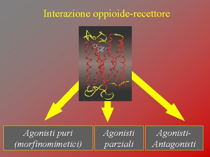 Interazione oppioide-recettore Agonisti puri (morfinomimetici) Agonisti parziali Agonisti. Antagonisti Interazione oppioide-recettore Agonisti puri (morfinomimetici) Agonisti parziali Agonisti. Antagonisti