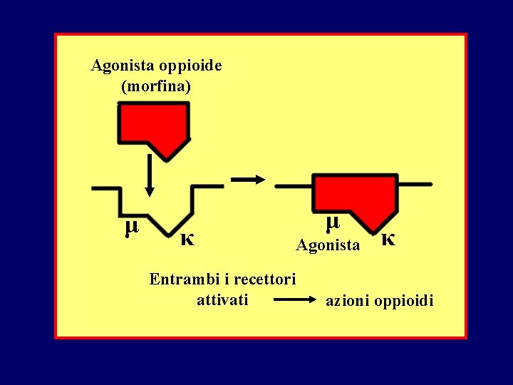 Agonista oppioide (morfina) μ κ μ Agonista Entrambi i recettori attivati κ azioni oppioidi Agonista oppioide (morfina) μ κ μ Agonista Entrambi i recettori attivati κ azioni oppioidi