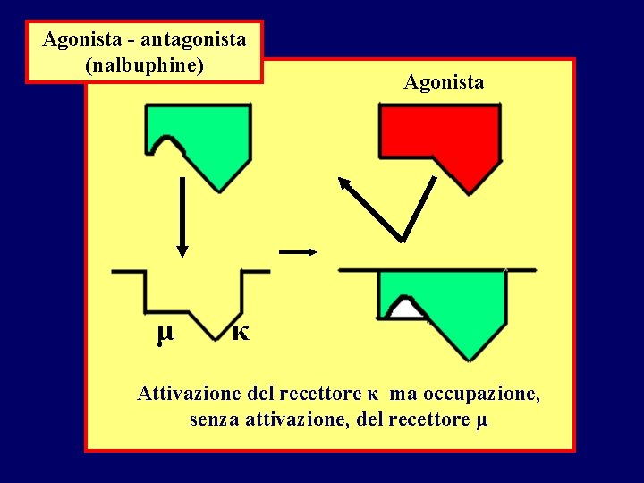 Agonista - antagonista (nalbuphine) μ Agonista κ Attivazione del recettore κ ma occupazione, senza Agonista - antagonista (nalbuphine) μ Agonista κ Attivazione del recettore κ ma occupazione, senza