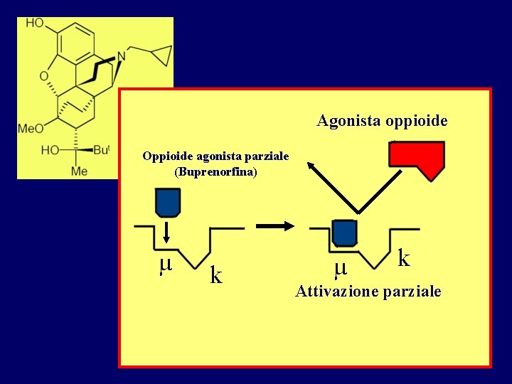 Agonista oppioide Oppioide agonista parziale (Buprenorfina) µ k Attivazione parziale Agonista oppioide Oppioide agonista parziale (Buprenorfina) µ k Attivazione parziale