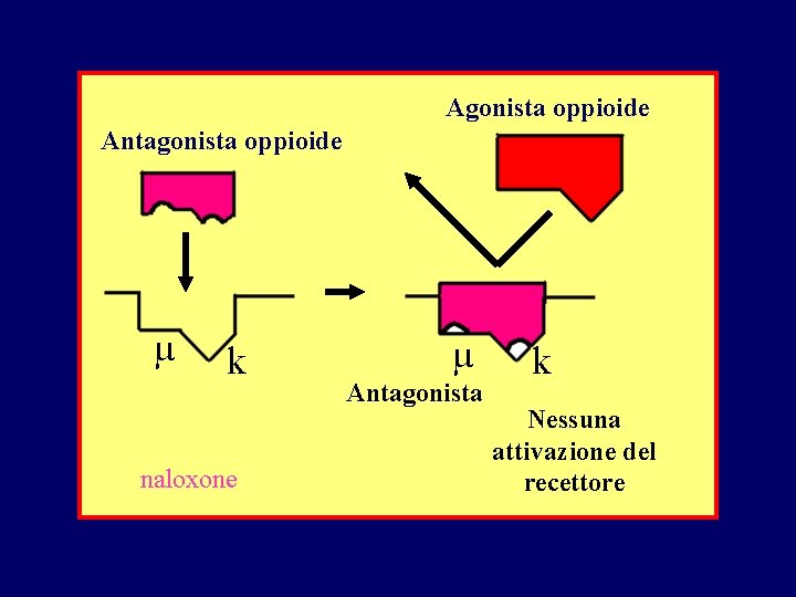Agonista oppioide Antagonista oppioide µ k naloxone µ Antagonista k Nessuna attivazione del recettore Agonista oppioide Antagonista oppioide µ k naloxone µ Antagonista k Nessuna attivazione del recettore