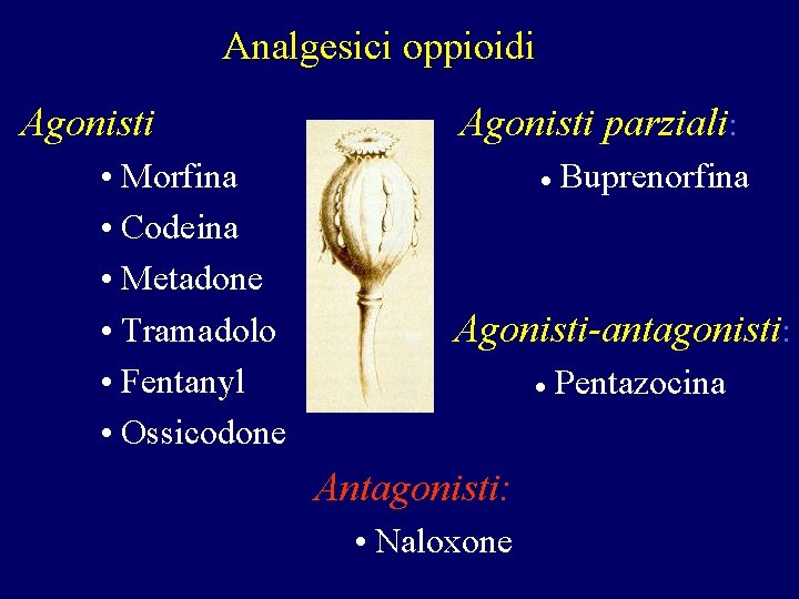 Analgesici oppioidi Agonisti • Morfina • Codeina • Metadone • Tramadolo • Fentanyl • Analgesici oppioidi Agonisti • Morfina • Codeina • Metadone • Tramadolo • Fentanyl •
