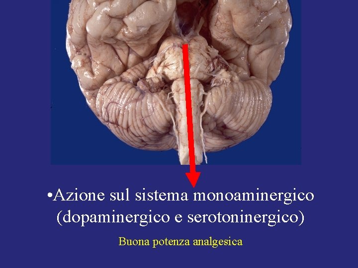 • Azione sul sistema monoaminergico (dopaminergico e serotoninergico) Buona potenza analgesica • Azione sul sistema monoaminergico (dopaminergico e serotoninergico) Buona potenza analgesica