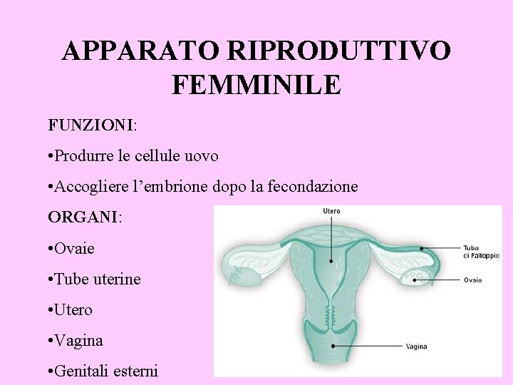 APPARATO RIPRODUTTIVO FEMMINILE FUNZIONI: • Produrre le cellule uovo • Accogliere l’embrione dopo la