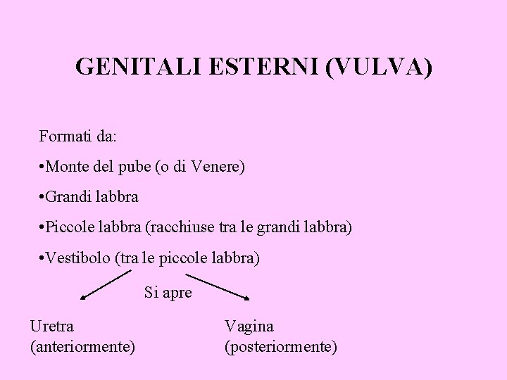 GENITALI ESTERNI (VULVA) Formati da: • Monte del pube (o di Venere) • Grandi