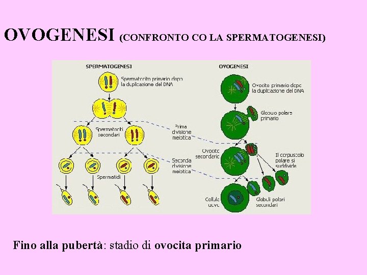 OVOGENESI (CONFRONTO CO LA SPERMATOGENESI) Fino alla pubertà: stadio di ovocita primario 