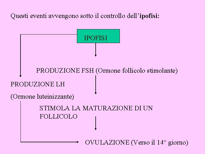 Questi eventi avvengono sotto il controllo dell’ipofisi: IPOFISI PRODUZIONE FSH (Ormone follicolo stimolante) PRODUZIONE