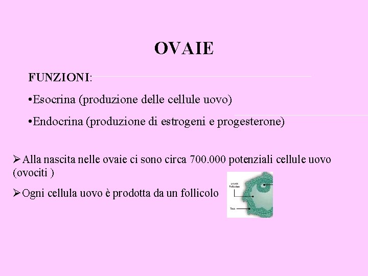 OVAIE FUNZIONI: • Esocrina (produzione delle cellule uovo) • Endocrina (produzione di estrogeni e