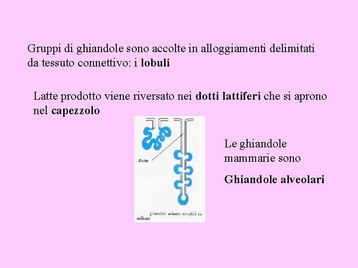 Gruppi di ghiandole sono accolte in alloggiamenti delimitati da tessuto connettivo: i lobuli Latte