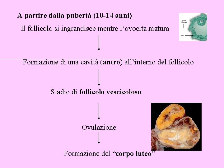 A partire dalla pubertà (10 -14 anni) Il follicolo si ingrandisce mentre l’ovocita matura