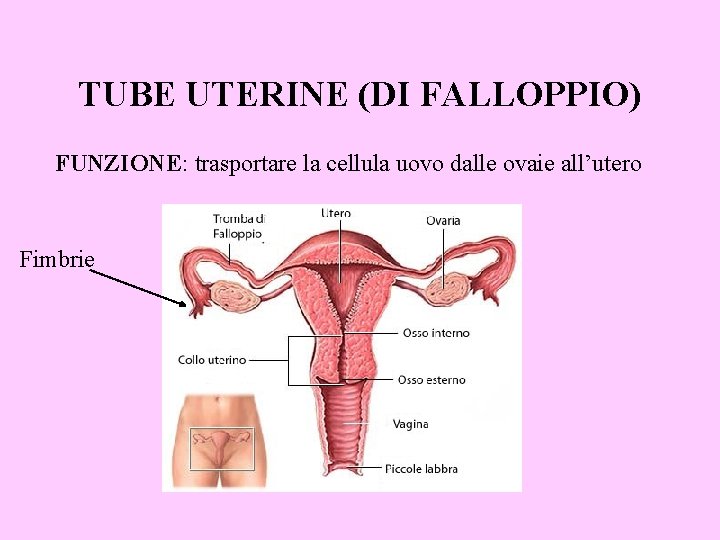 TUBE UTERINE (DI FALLOPPIO) FUNZIONE: trasportare la cellula uovo dalle ovaie all’utero Fimbrie 