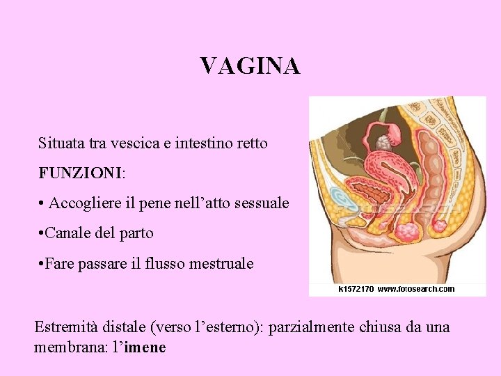 VAGINA Situata tra vescica e intestino retto FUNZIONI: • Accogliere il pene nell’atto sessuale