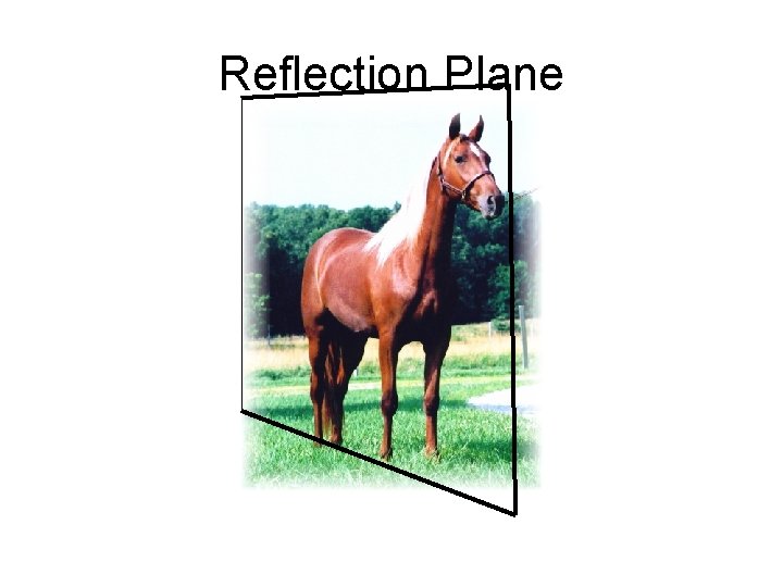 Reflection Plane Reflection Plane