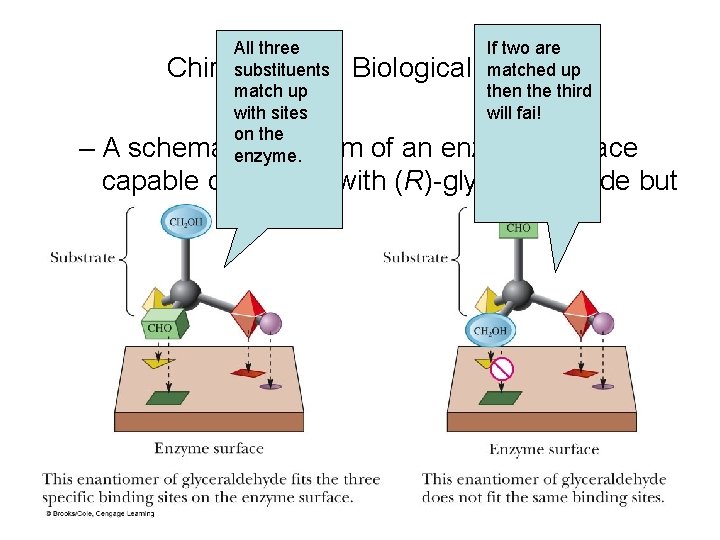 All three If two are substituents matched up Chirality in the Biological World match All three If two are substituents matched up Chirality in the Biological World match