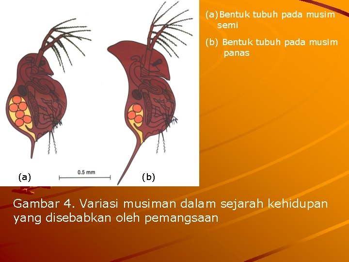 (a)Bentuk tubuh pada musim semi (b) Bentuk tubuh pada musim panas (a) (b) Gambar