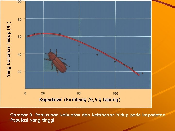 Yang bertahan hidup (%) Kepadatan (kumbang /0, 5 g tepung) Gambar 8. Penurunan kekuatan