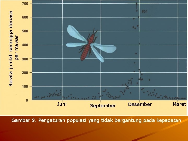 Rerata jumlah serangga dewasa per mawar Juni September Desember Maret Gambar 9. Pengaturan populasi Rerata jumlah serangga dewasa per mawar Juni September Desember Maret Gambar 9. Pengaturan populasi