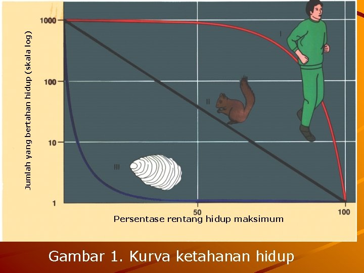 Jumlah yang bertahan hidup (skala log) Persentase rentang hidup maksimum Gambar 1. Kurva ketahanan