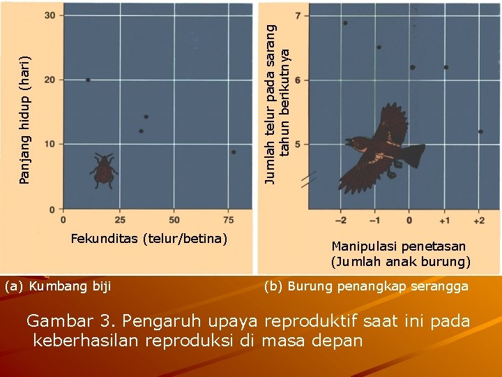 Jumlah telur pada sarang tahun berikutnya Panjang hidup (hari) Fekunditas (telur/betina) (a) Kumbang biji