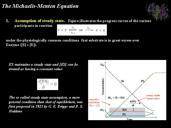 The Michaelis-Menten Equation 1. Assumption of steady-state. Figure illustrates the progress curves of the