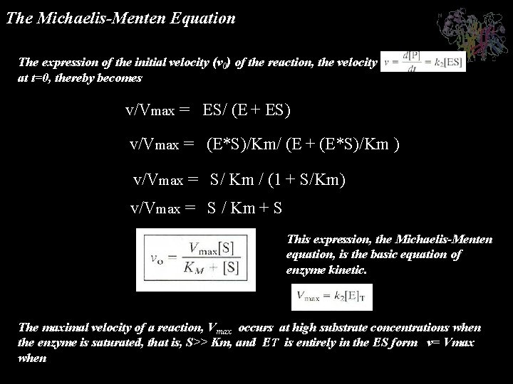 The Michaelis-Menten Equation The expression of the initial velocity (v 0) of the reaction,