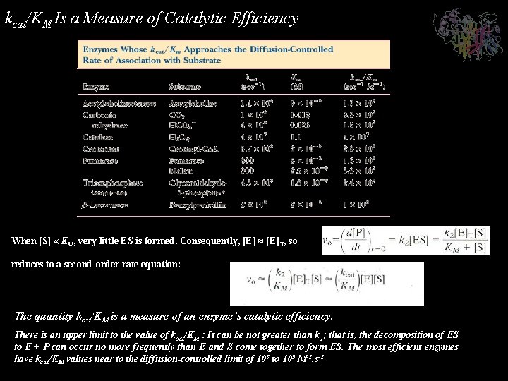 kcat/KM Is a Measure of Catalytic Efficiency When [S] « KM, very little ES