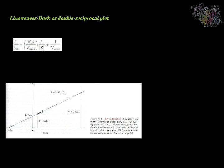 Lineweaver-Burk or double-reciprocal plot Analysis of Kinetic Data 