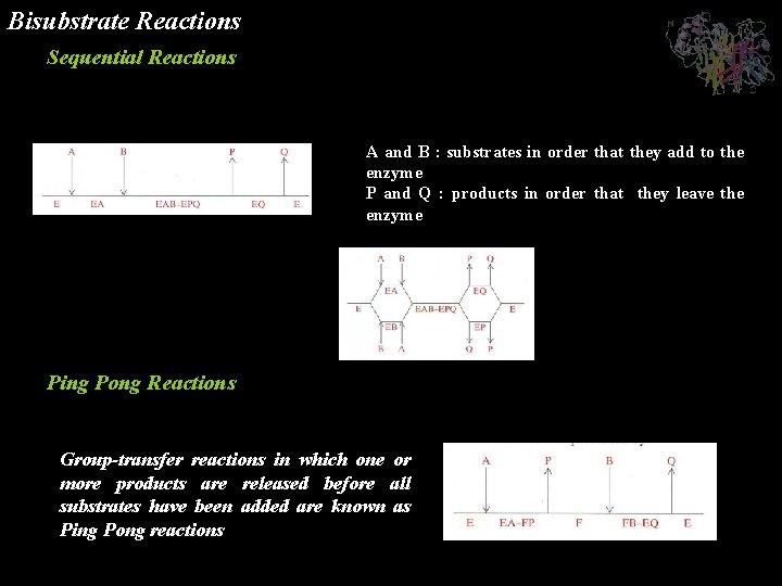 Bisubstrate Reactions Sequential Reactions Ordered bisubstrate reaction A and B : substrates in order