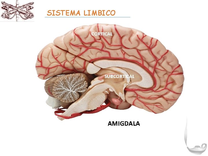 SISTEMA LIMBICO CORTICAL SUBCORTICAL AMIGDALA 50 