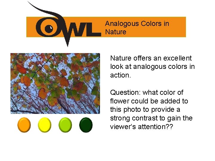 Analogous Colors in Nature offers an excellent look at analogous colors in action. Question: