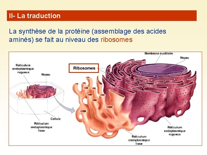 II- La traduction La synthèse de la protéine (assemblage des acides aminés) se fait