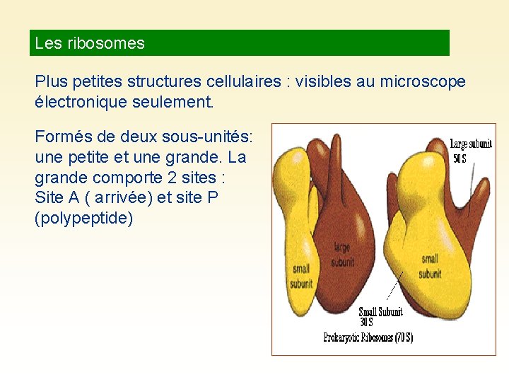 Les ribosomes Plus petites structures cellulaires : visibles au microscope électronique seulement. Formés de