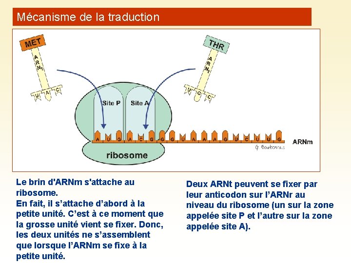 Mécanisme de la traduction Le brin d'ARNm s'attache au ribosome. En fait, il s’attache