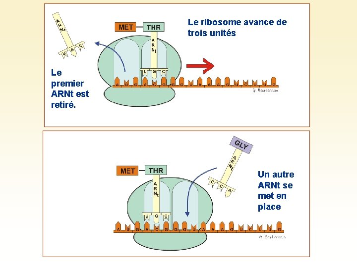 Le ribosome avance de trois unités Le premier ARNt est retiré. Un autre ARNt