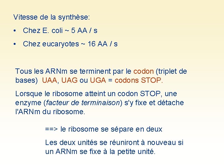 Vitesse de la synthèse: • Chez E. coli ~ 5 AA / s •