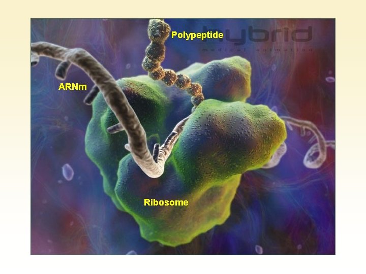 Polypeptide ARNm Ribosome 