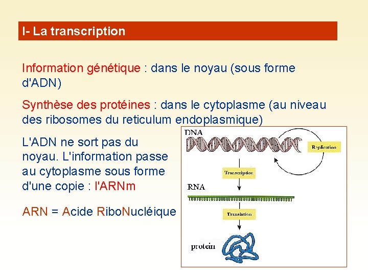 I- La transcription Information génétique : dans le noyau (sous forme d'ADN) Synthèse des