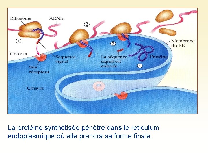 La protéine synthétisée pénètre dans le reticulum endoplasmique où elle prendra sa forme finale.