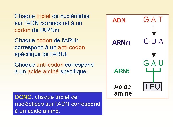 Chaque triplet de nucléotides sur l'ADN correspond à un codon de l'ARNm. Chaque codon