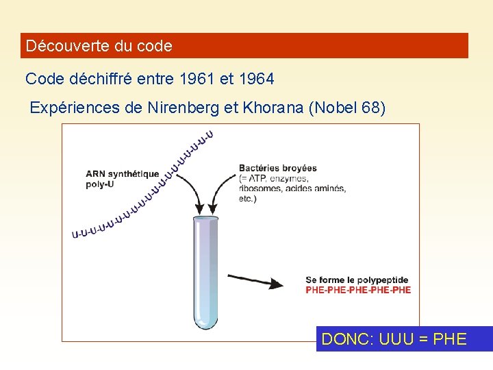 Découverte du code Code déchiffré entre 1961 et 1964 Expériences de Nirenberg et Khorana