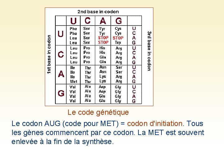 Le code génétique Le codon AUG (code pour MET) = codon d'initiation. Tous les